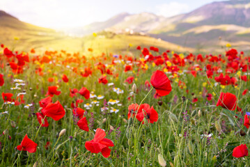 Poppy flowers blooming on summer meadow in mountain valley