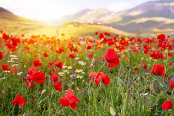 Foto op Plexiglas Poppy flowers blooming on summer meadow in mountain valley © Maresol