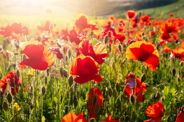 Obraz premium Red poppy flowers blooming on summer meadow