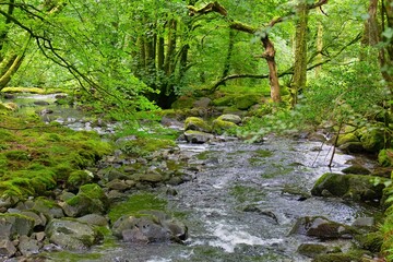 natural small river in the forest