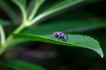 Calliphora erythrocephala lives on weeds in North China