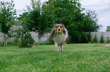 Naklejka na ściany i meble Cute tricolor dog sheltie is playing with toy ball in the garden on green grass. Happy playful shetland sheepdog