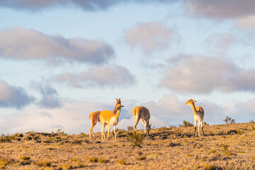 Fototapeta na wymiar Sunset in the Chimborazo mountains with guanacos and vicuñas