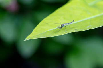 Chironomid mosquitoes inhabit plant leaves in North China