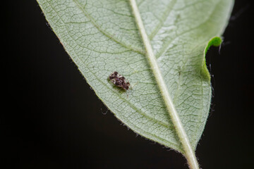 Stinkbugs inhabit plant leaves in North China