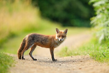 Scenic view of a red fox standing on a road near a forest and looking into the camera