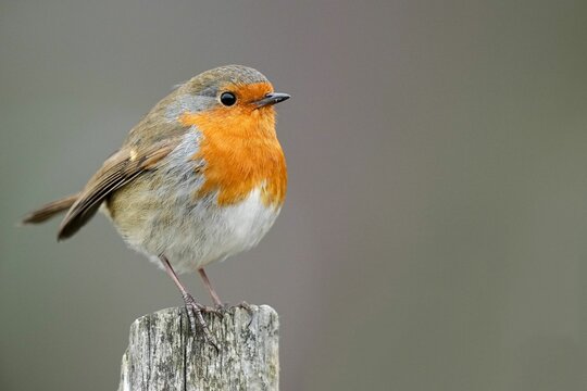 Image of a robin in natural wildlife habitat with a shallow depth of field
