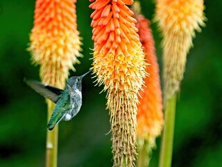 Anna's hummingbird feeding from torch lily flowers in Victoria BC © pr2is