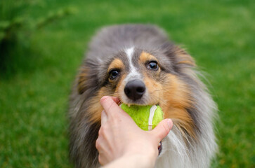Cute tricolor dog sheltie is playing with toy ball in the garden on green grass. Happy playful...