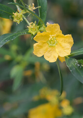 Beautiful close-up of a heimia montana flower