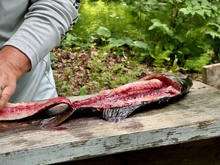 Obraz premium Gutting a fish