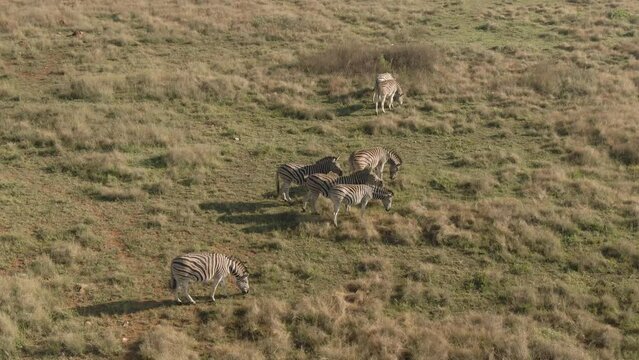 Drone view of a herd of zebras walking and grazing on large meadow fields