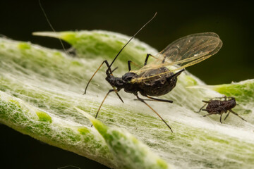 aphid inhabiting on the leaves of wild plants