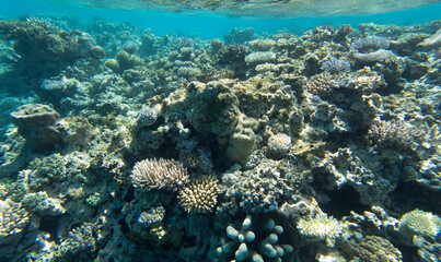 Naklejka na ściany i meble View of coral reef