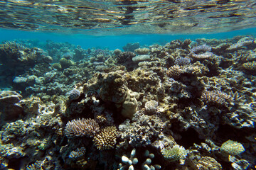 View of coral reef