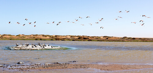 Landscape with pink flamingo birds