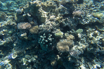 View of coral reef