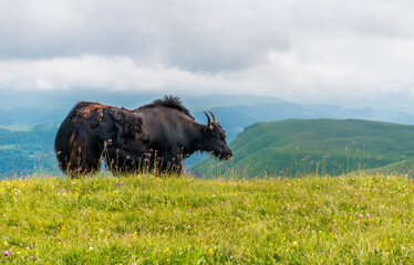 A yak grazing in a meadow in the mountains