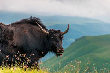 Yak in the mountains
