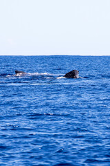 Fototapeta premium A view of whale in La Reunion
