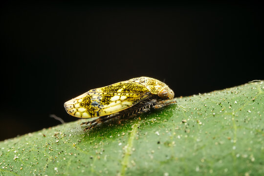 leafhopper inhabiting on the leaves of wild plants