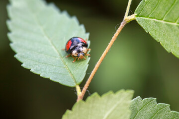 Harmonia axyridis inhabiting on the leaves of wild plants