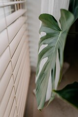 Fern leaf displayed next to the window blinds