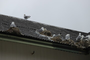 mouette nichant sur un toit