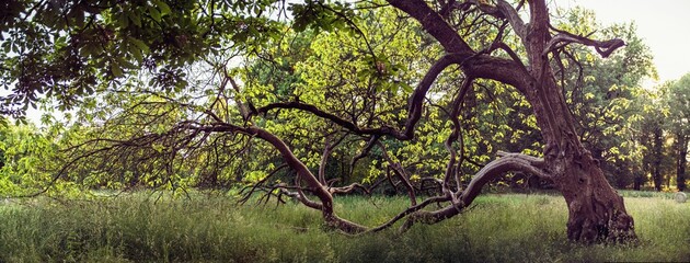 These evergrowing brenches are something to look at