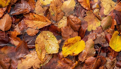 Background of fallen wet, autumn leaves