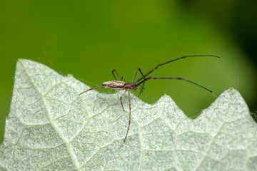 spider inhabiting on the leaves of wild plants