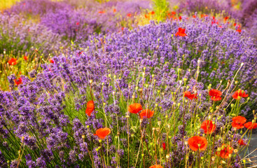 Obraz premium Lavender and poppies on flower field in summer