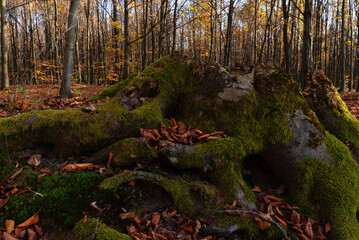 Old huge tree stump completely covered with moss in the forest