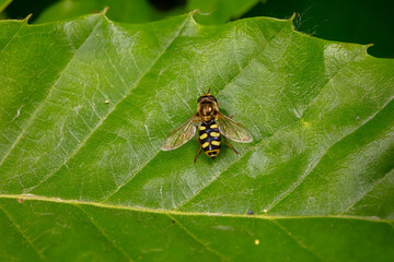 syrphid inhabit the leaves of wild plants