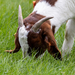 Boer goat on the meadow