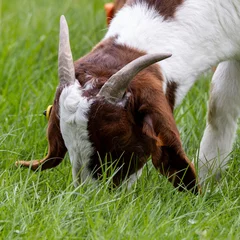 Deurstickers Boer goat on the meadow © Robert L Parker