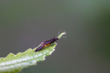Moths mate on the leaves of wild plants