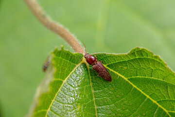 click beetle inhabit the leaves of wild plants