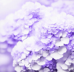 Obraz premium Purple hydrangea closeup background. Beautiful artistic image of delicate flowers.