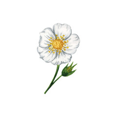 Blooming strawberry flower isolated on white background, hand drawn watercolor illustration. Ideal for background, pattern, postcard, greeting, logo, menu.