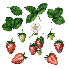 Set of ripe fresh and juicy strawberries with leaves and flowers isolated on white background, hand drawn watercolor illustration. For postcards, greeting cards, invitations, textiles, patterns.