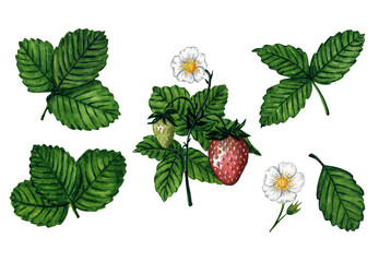 A set of strawberry plant leaves and flowers isolated on white background, hand drawn watercolor illustration. For postcards, greeting cards, invitations, textiles, prints, background, packaging.