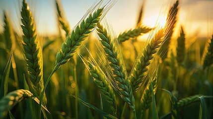 Green wheat field under golden sunlight in a close-up shot. Generative AI - obrazy, fototapety, plakaty