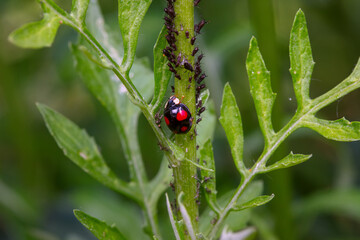 Harmonia axyridis inhabit the leaves of wild plants