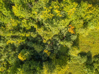 Background with Green Vegetation. Flat Lay Aerial View
