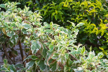 Closeup of variegated bush in a garden