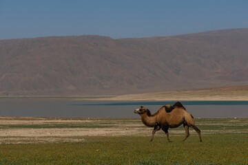 Camel walking across a grassy plain with a mountainous background and a body of water in distance