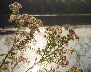 Closeup of cotton grass by river water with sun on water