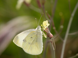 Butterfly on a beautiful wild yellow flower