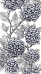 Fototapeta premium Botanical Art Paiting blue berries 01